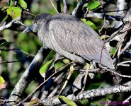 DSC_6641_001.JPG