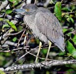 DSC_6656_001.JPG