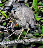 DSC_6663_001.JPG