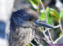 DSC_6678_001.JPG