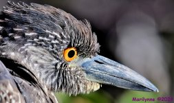 DSC_6699_001.JPG