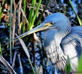 DSC_6867_001.JPG