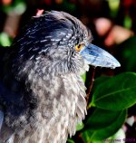DSC_6927_001.JPG