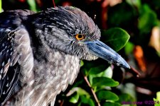 DSC_6936_001.JPG