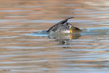 GoldenEyeDive-268.jpg