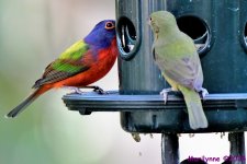 DSC_7031_001.JPG