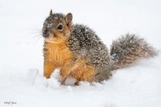 SquirrelSnowy-266.jpg