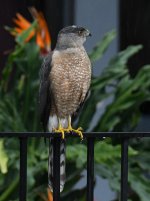 Hawk2.jpg