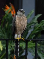 Hawk3.jpg