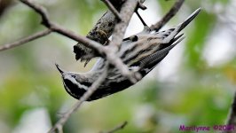 DSC_7049_001.JPG