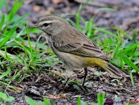 DSC_7050_001.JPG