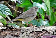 DSC_7071_001.JPG