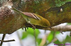 DSC_7083_001.JPG