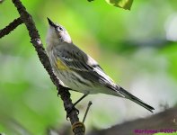 DSC_7109_001.JPG