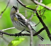 DSC_7114_001.JPG