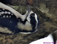 DSC_7129_001.JPG