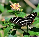 DSC_7809_001.JPG