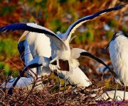 DSC_7181_001.JPG