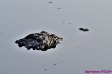 DSC_7186_001.JPG