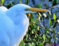 DSC_7233_001.JPG