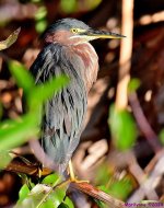 DSC_7244_001.JPG