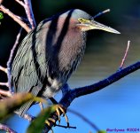 DSC_7287_001.JPG