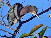 DSC_7300_001.JPG