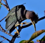 DSC_7315_001.JPG