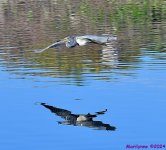 DSC_7330_001.JPG