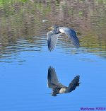 DSC_7331_001.JPG