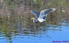DSC_7332_001.JPG