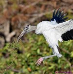 DSC_7335_001.JPG