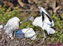 DSC_7337_001.JPG