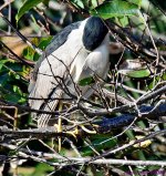DSC_7347_001.JPG
