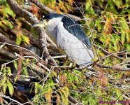 DSC_7352_001.JPG