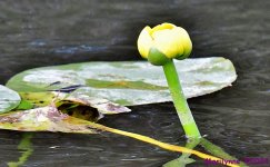 DSC_7390_001.JPG