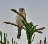 DSC_7406_001.JPG
