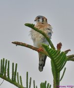 DSC_7415_001.JPG