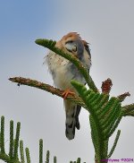 DSC_7420_001.JPG