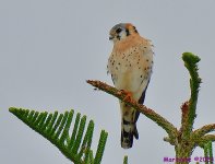 DSC_7438_001.JPG