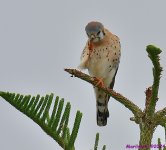 DSC_7442_001.JPG