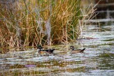 _DAB7119-topaz-enhance-2x-denoiseraw-sharpen.jpg