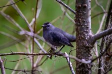 _DAB7134-topaz-denoiseraw-sharpen-2.jpg
