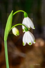_DAB7087-topaz-denoiseraw-sharpen.jpg