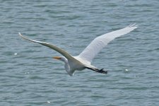 750_0096R_LSh_cr.jpg