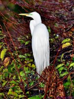 DSC_7463_001.JPG