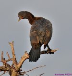 DSC_7471_001.JPG
