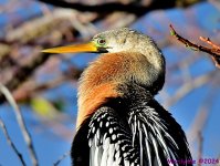 DSC_7484_001.JPG