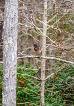 _DAB7231-topaz-denoiseraw-sharpen.jpg