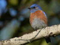 Bluebird3.jpg